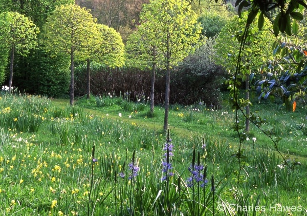 garden meadow