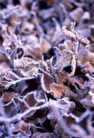 Detail of Beech Hedge. Veddw House Garden, Monmouthshire, South wales, copyright Charles Hawes